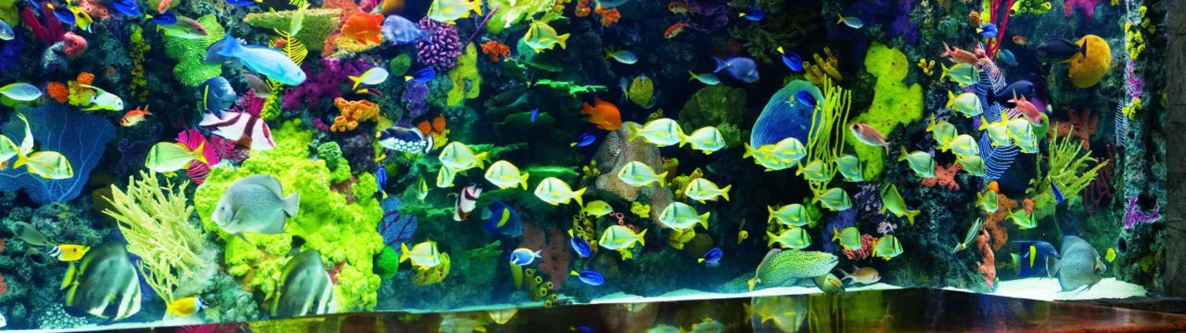 Aquarium Las Vegas - The Mirage